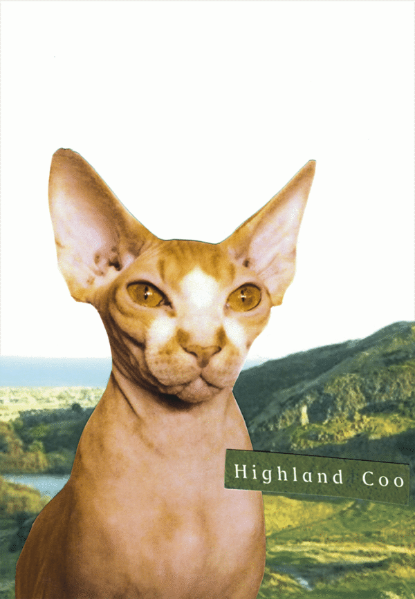 8150-highland-coo-greeting-card-5060583436509-4393992900-2.png