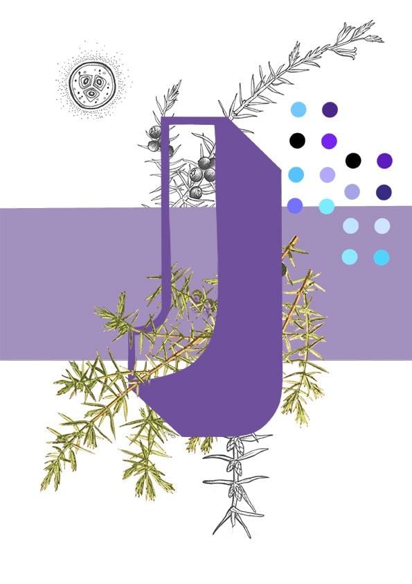 8309-botanical-alphabet-j-greeting-card-5060583438800-11661980729440-2.jpg 8309-botanical-alphabet-j-greeting-card-5060583438800-11661980729440-2.jpg