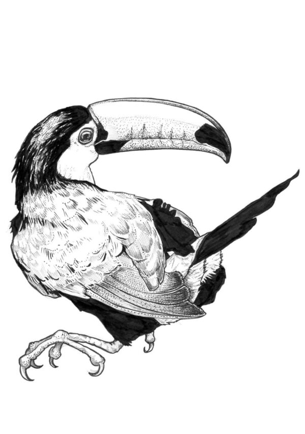 8521-toucan-greeting-card-5060583436578-21531573841-2.jpg