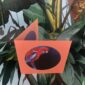 8562-crimson-rosella-greeting-card-5060583436035-14637949616224-2.jpg