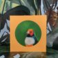 8564-gouldian-finch-greeting-card-5060583436011-14637951582304-2.jpg