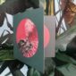 8566-pink-galah-greeting-card-5060583435991-14637923205216-2.jpg