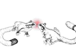 Sugarglider Nosekiss Greeting Card