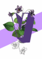 BotV_1bbd4625-57a5-49f0-adce-0e499bfbe27f-1.png