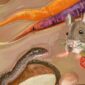 Mammal-Organism-Liquid-Rodent-Fawn-Whiskers-Art-whitefootedmice-Reptile-987364980068430-3.jpg