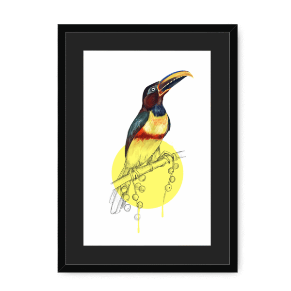aracari-bird-bf-bm-8.png
