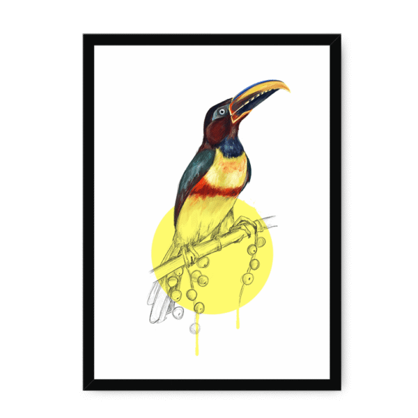 aracari-bird-bf-nom-10.png