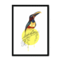 aracari-bird-bf-nom-10.png