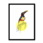 aracari-bird-bf-wm-8.png