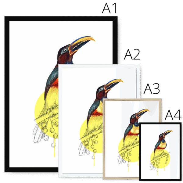 aracari-bird-four-sizes-2.png