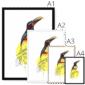 aracari-bird-four-sizes-2.png