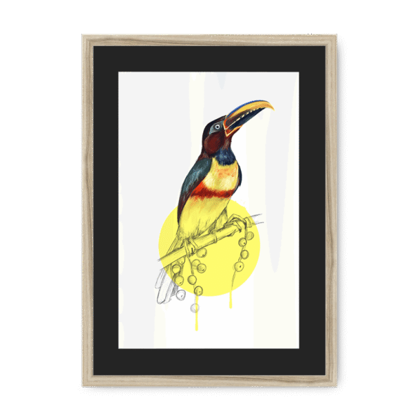 aracari-bird-nf-bm-8.png