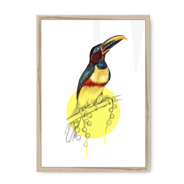 aracari-bird-nf-nom-10.png