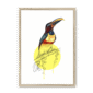 aracari-bird-nf-nom-10.png