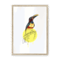 aracari-bird-nf-wm-8.png