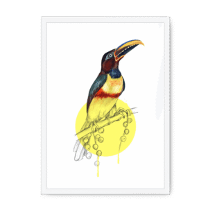 Chestnut Eared Araçari Framed Print