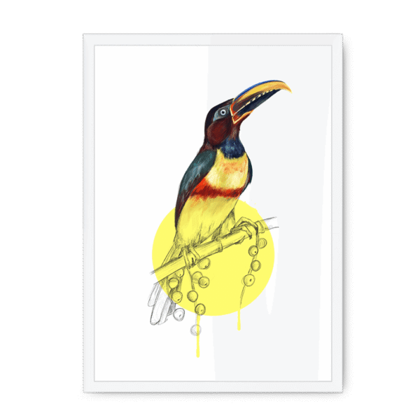 aracari-bird-wf-nom-10.png