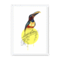 aracari-bird-wf-nom-10.png