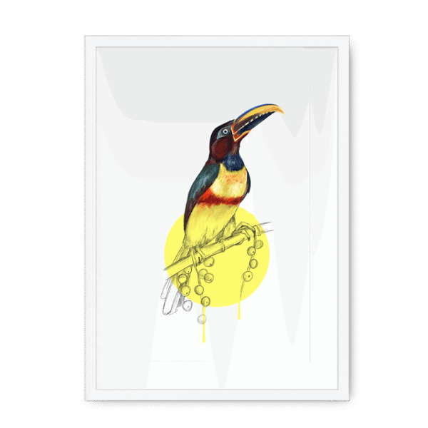 aracari-bird-wf-wm-8.png