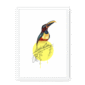 aracari-bird-wf-wm-8.png