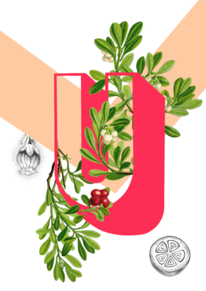Botanical Alphabet U Matte Art Print