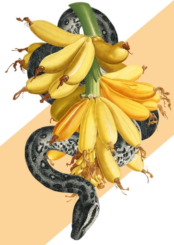 banana-snake-matte-art-print-16949546320028-3.jpg