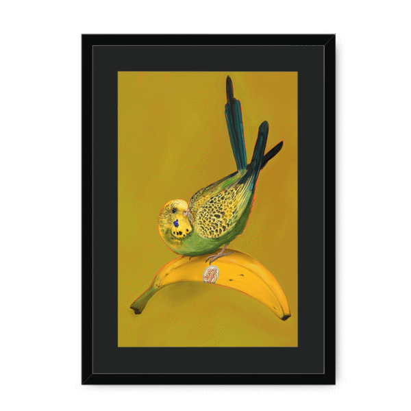 banana-yellow-budgie-bf-bm-12.png
