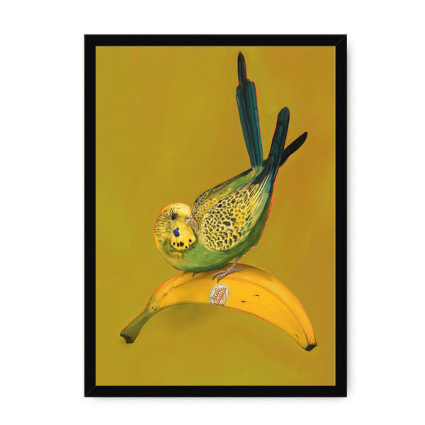 banana-yellow-budgie-bf-nom-15.png
