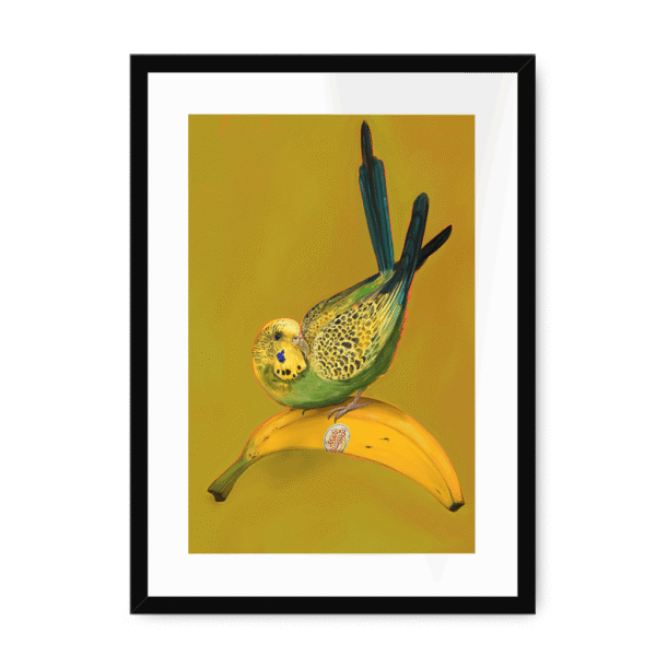 banana-yellow-budgie-bf-wm-12.png