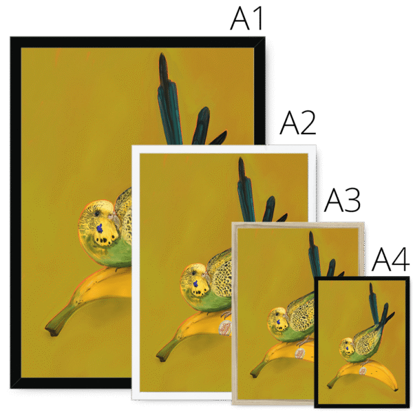 banana-yellow-budgie-four-sizes-3.png