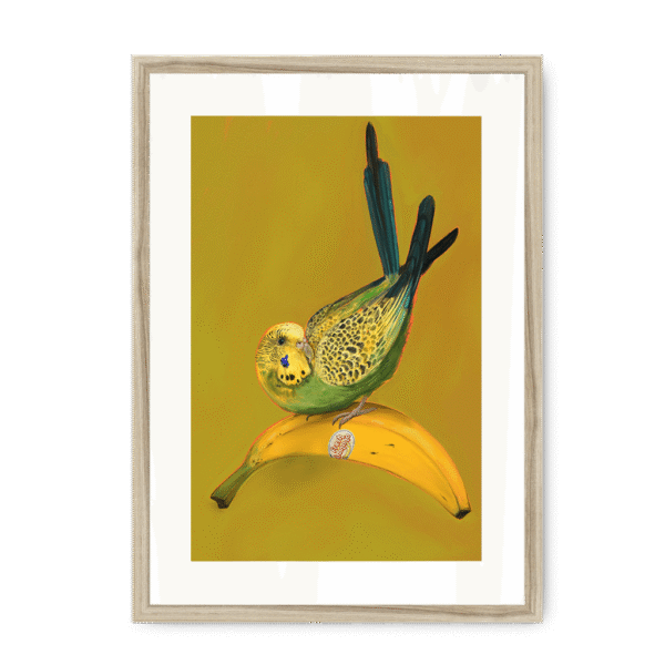 banana-yellow-budgie-nf-wm-12.png
