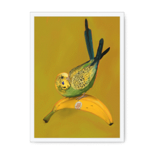 Banana Budgie Framed Print