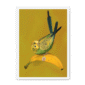 banana-yellow-budgie-wf-nom-15.png