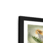 big-cat-tropicana-framed-print-31620034822300-5.png
