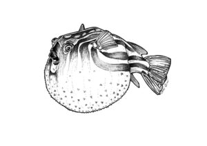 Blowfish Ink Drawing Matte Art Print