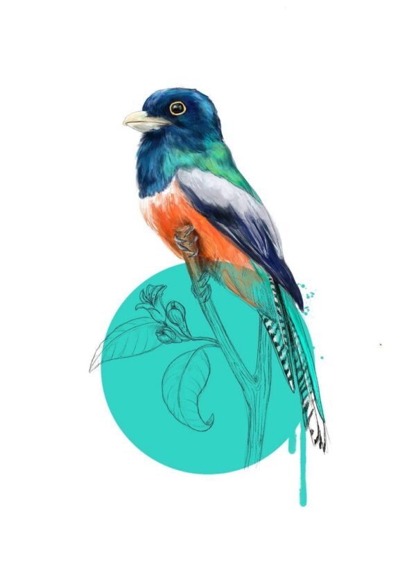 blue-crowned-trogon-giclee-art-print-16949534294172-2.jpg blue-crowned-trogon-giclee-art-print-16949534294172-2.jpg