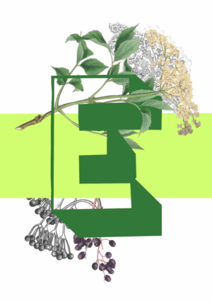 Botanical Alphabet E Matte Art Print