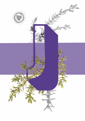 Botanical Alphabet J Matte Art Print