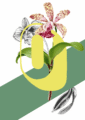 botanical-alphabet-o-matte-art-print-17115085930652.png