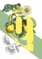 botanical-alphabet-q-matte-art-print-17115085701276-3.png