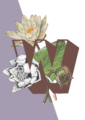 botanical-alphabet-w-matte-art-print-17115083341980-3.png
