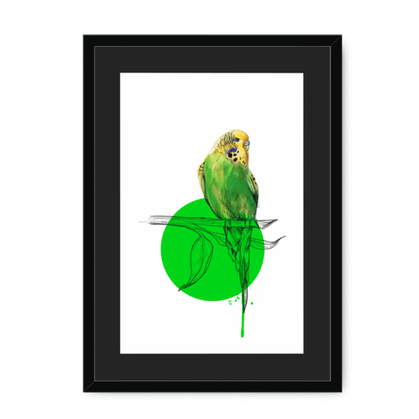 budgie-bird-bf-bm-10.png