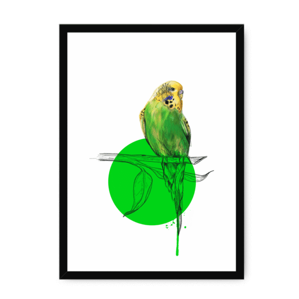 budgie-bird-bf-nom-14.png
