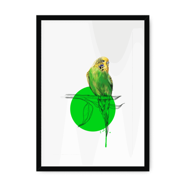 budgie-bird-bf-wm-10.png