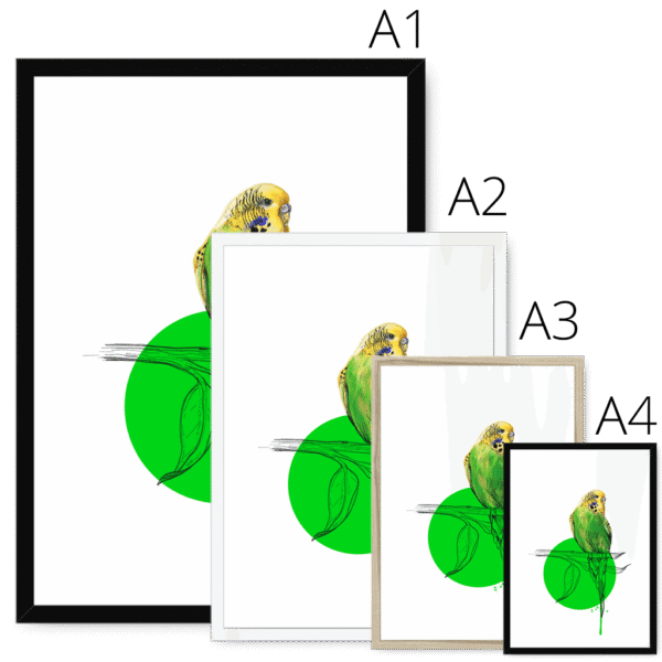 budgie-bird-four-sizes-3.png