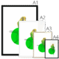 budgie-bird-four-sizes-3.png