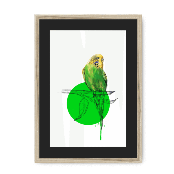budgie-bird-nf-bm-10.png