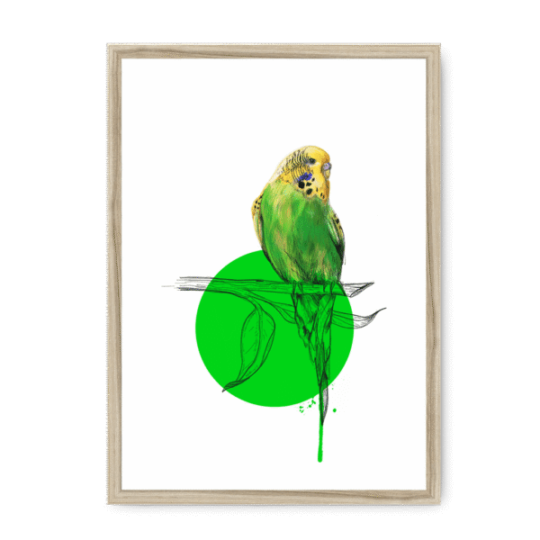 budgie-bird-nf-nom-14.png
