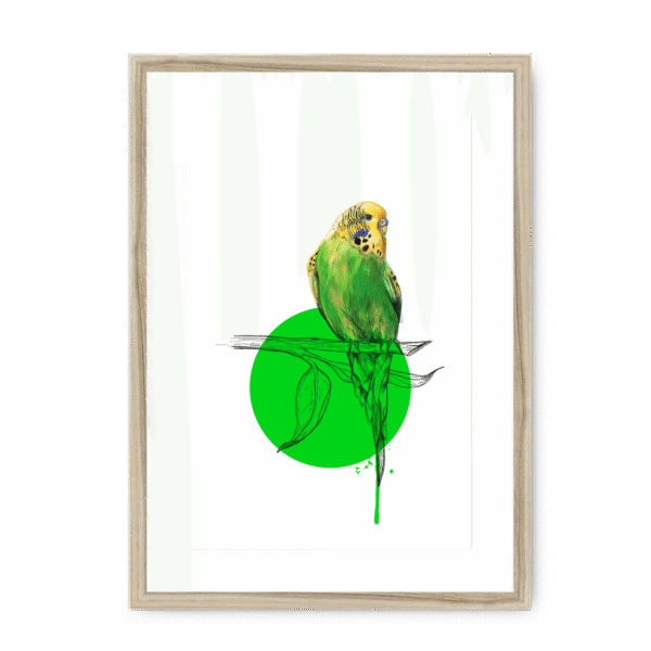 budgie-bird-nf-wm-10.png