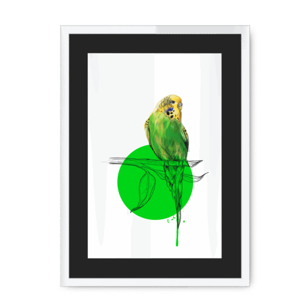 budgie-bird-wf-bm-10.png